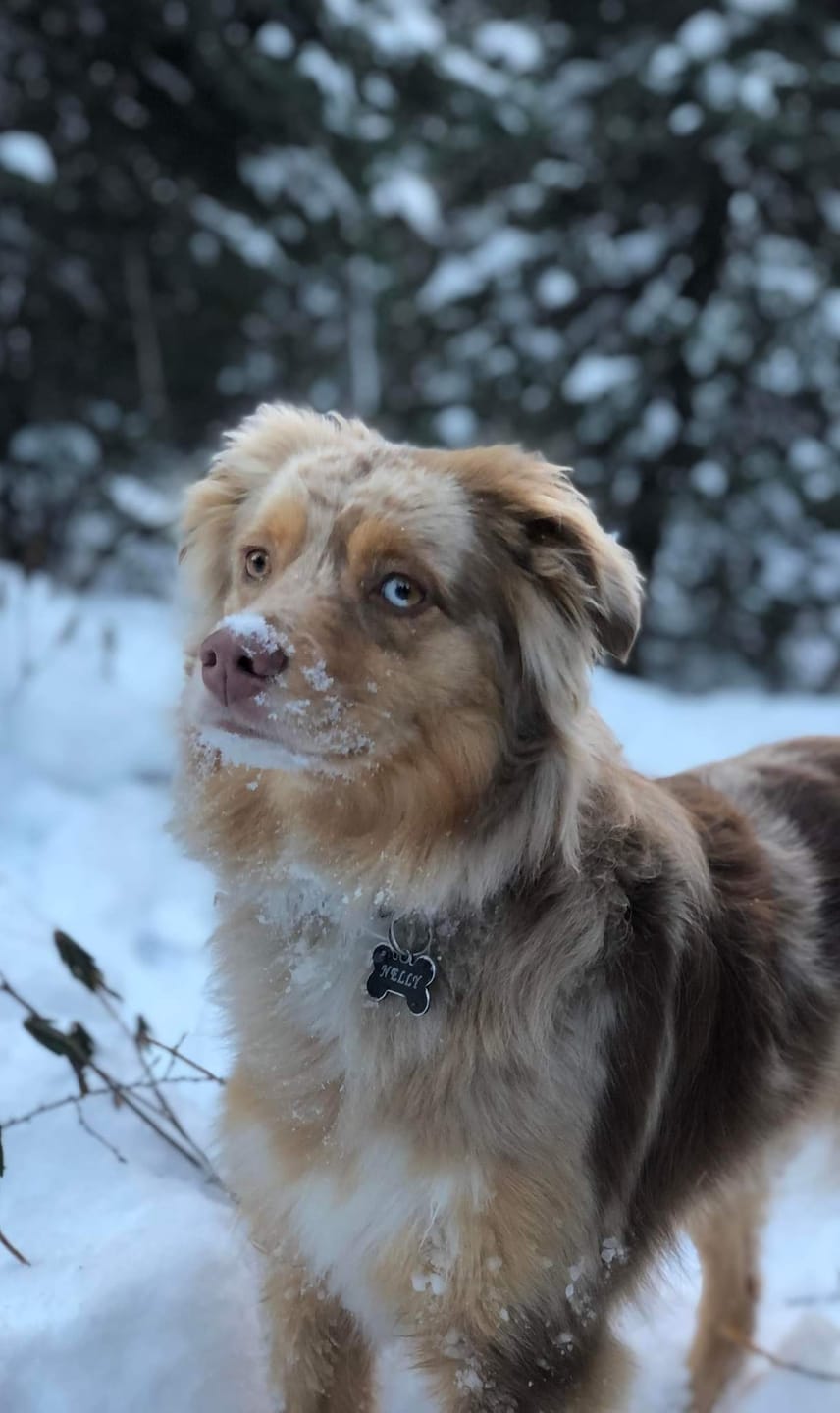 Customer photo review of COMBO GRAND STRESS pour chiens et chats: TOXY, PEASY