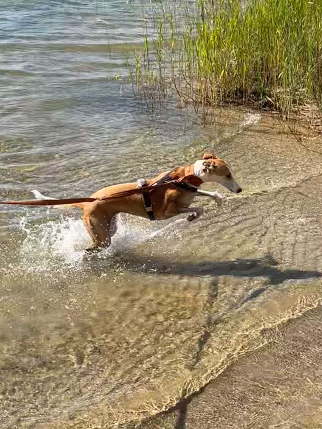 Customer photo review of Windhundgeschirr PRO "Toffee"