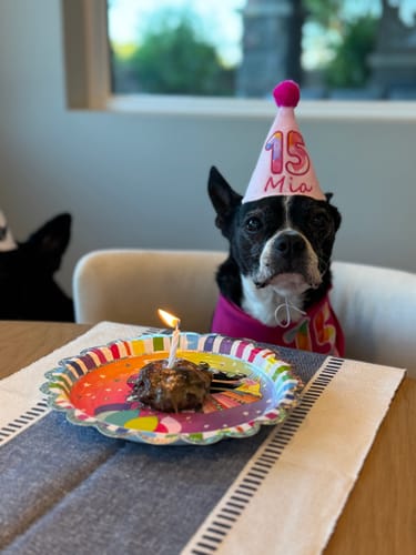 Customer photo review of Personalized Dog Party Pack