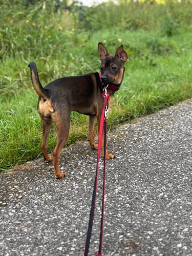 Customer photo review of Lucky Belly