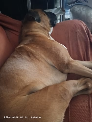 Customer photo review of Adult Diario