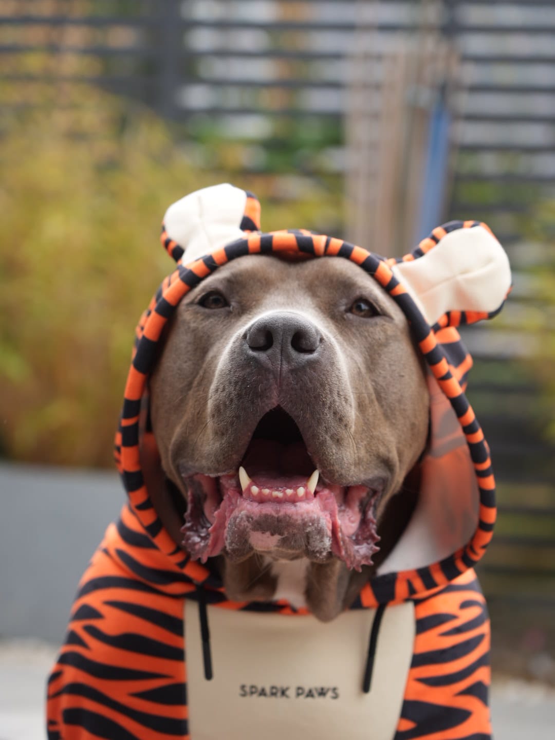 Customer photo review of Halloween Dog Hoodie - Tiger