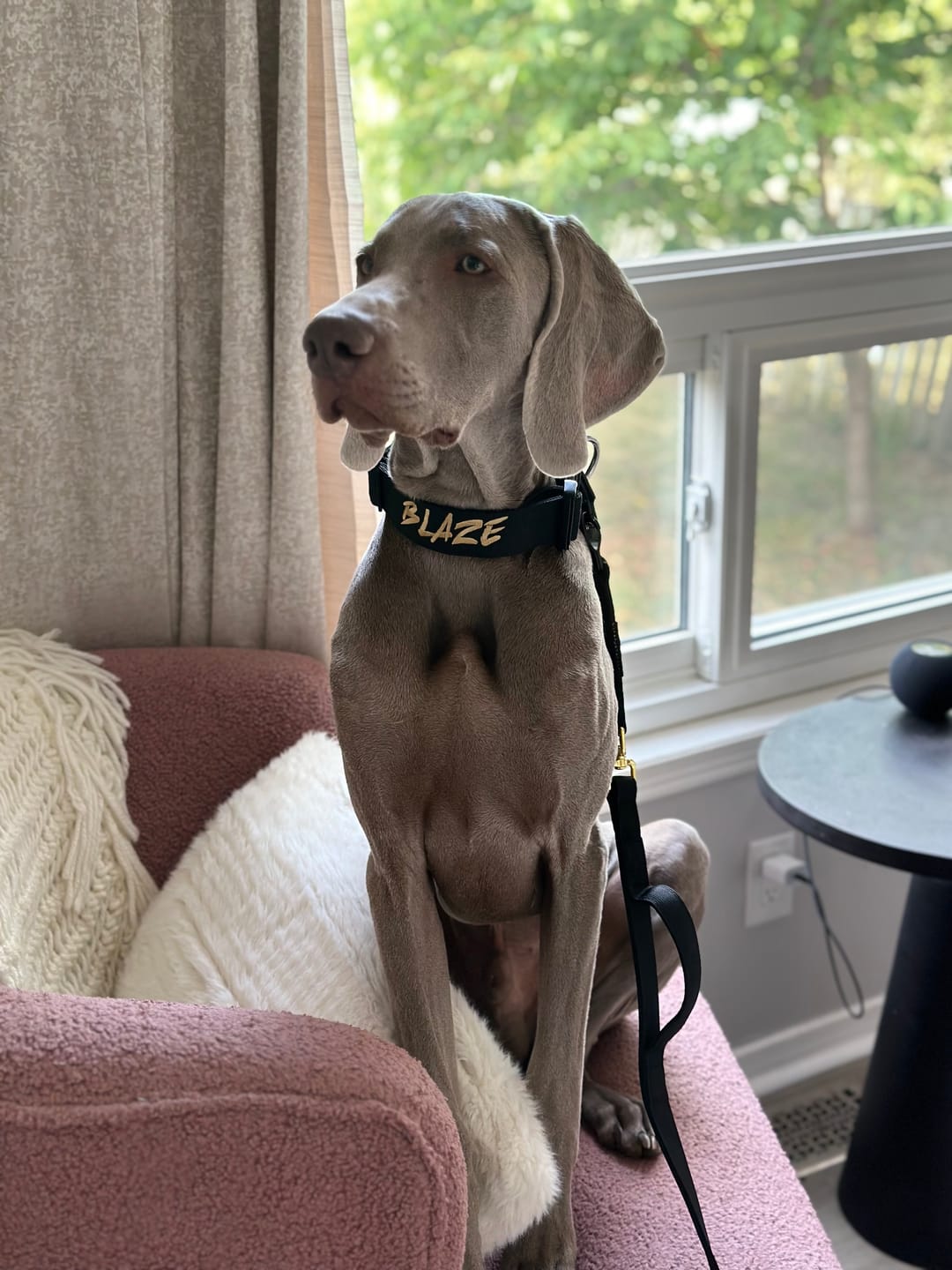 Customer photo review of 1.5" Tacti Slim Dog Collar- Black