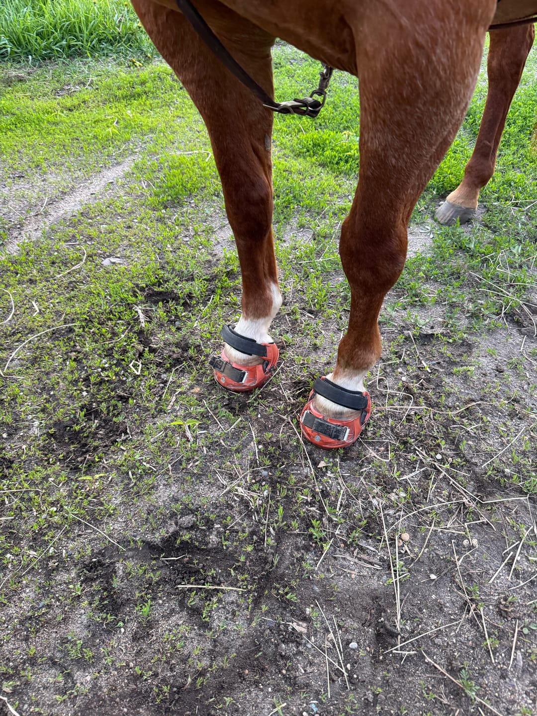 Customer photo review of Renegade® Viper Shield™ Hoof Boot Seconds - Arizona Copper