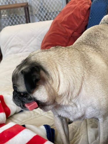 Customer photo review of 4-Stick Yak Chew Pack – Mint, Banana, Strawberry & Pumpkin