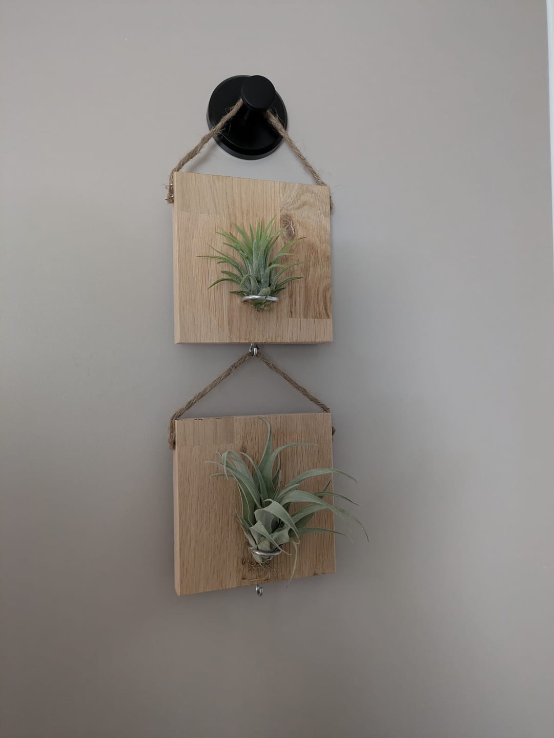 Customer photo review of Tillandsien Kachel - hängend