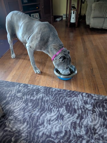 Customer photo review of FurLife™ 12 Months Flea and Tick Free