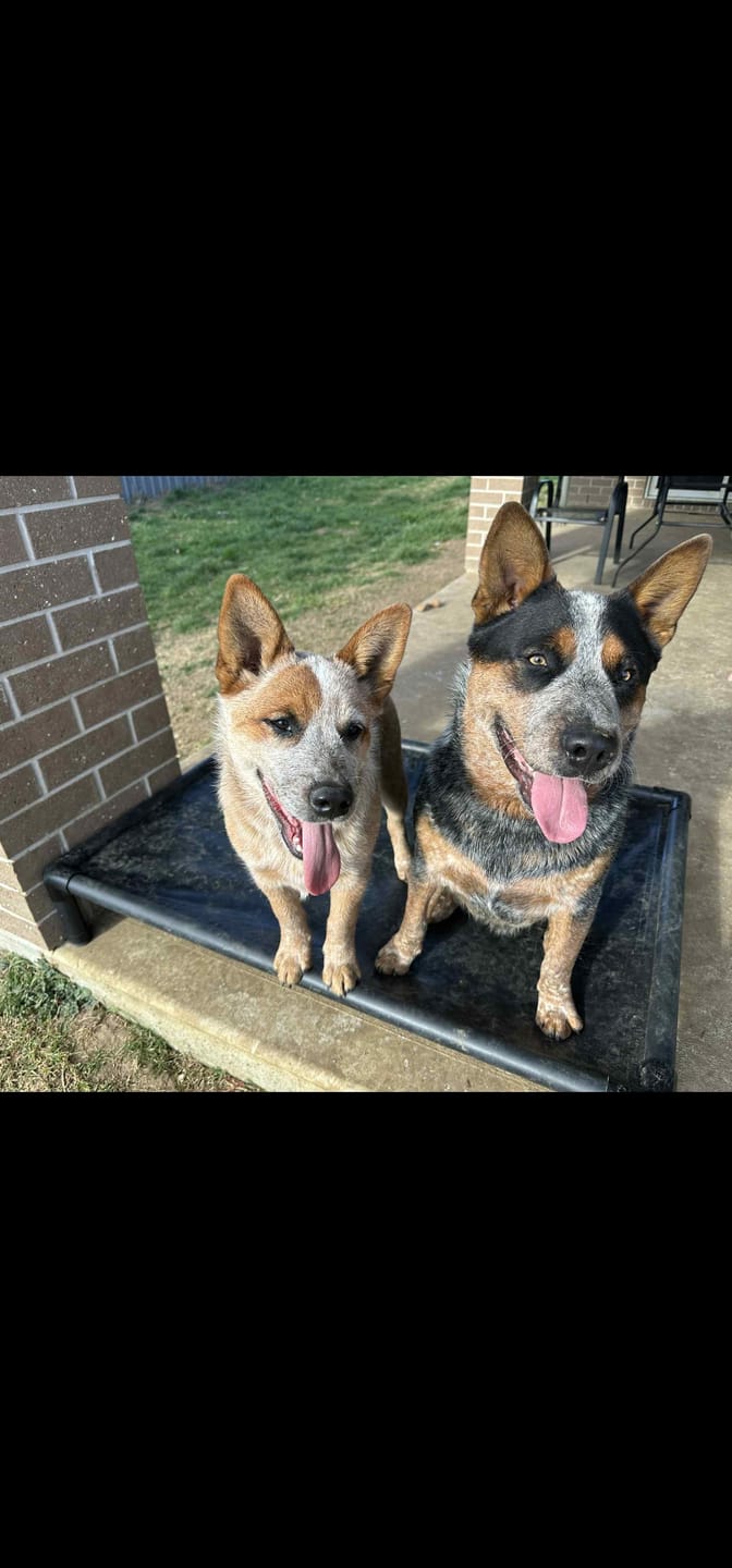 Customer photo review of Reinforced Elevated TuffyBed XL