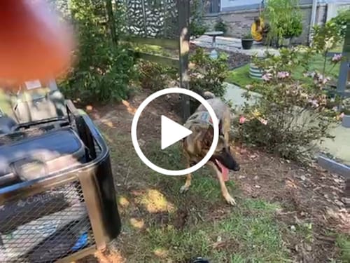 Customer video review of NEW Upgraded Tactical No-Pull Team K9™ Dog Harness with 4 Quick-Release Metal Buckles, Reinforced Front & Back D-Rings, Hook & Loop Panels, Adjustable Straps, Reflective Strips, & Top Handle