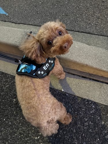 Customer photo review of FunFunPet 高機能ハーネス（お名前タグ作成サービス付き）