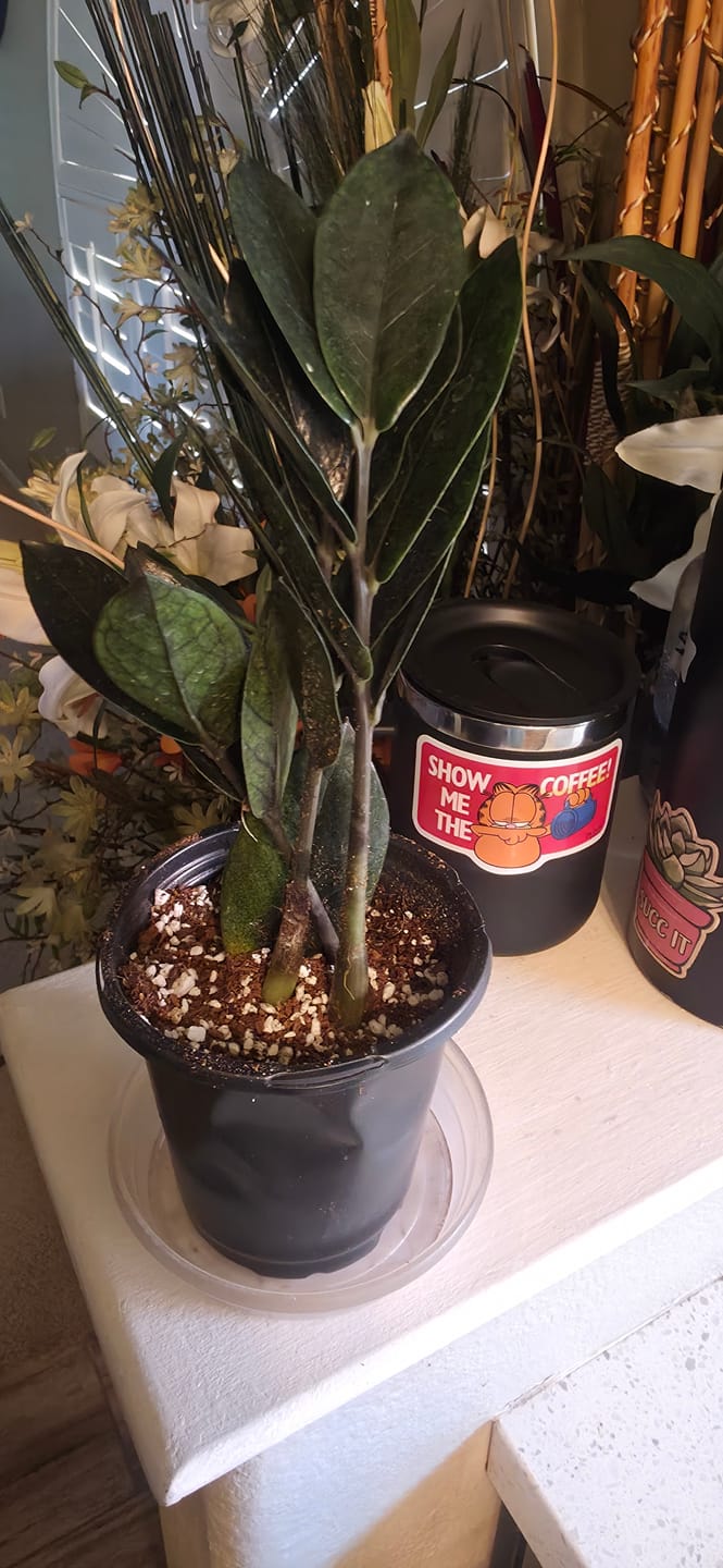 Customer photo review of Raven ZZ plant | Indoor Live Zamioculcas Zamiifolia Raven Plant | Rare Indoor Plant | Zansibar gem | Black ZZ Plant