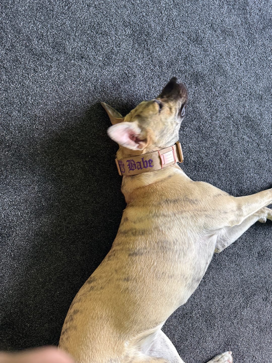 Customer photo review of Dog ID Attachment Tag (8 Colour Choices)