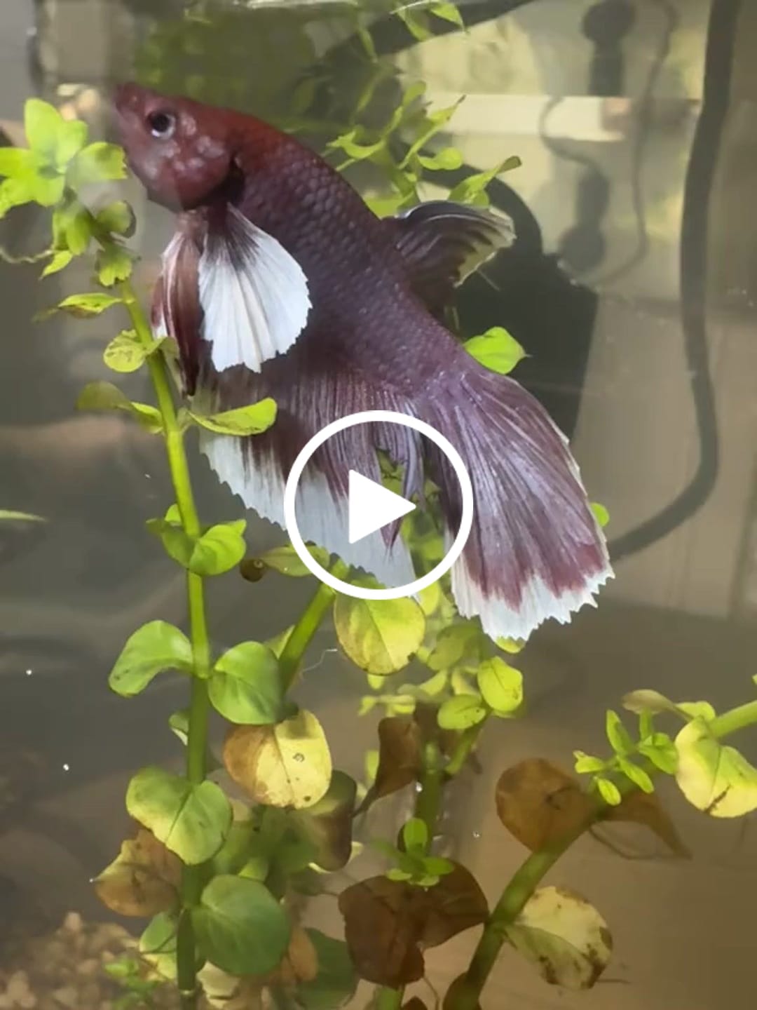 Customer video review of Dumbo Lavender Halfmoon Male Betta Fish
