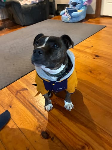 Customer photo review of Dog Varsity Jacket - Blue Yellow