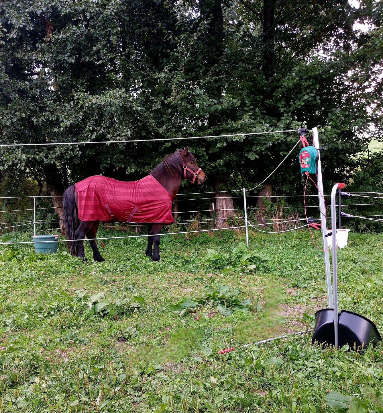 Customer photo review of Icelandic Horse Turnier-/Paddock Set 7 x 7 m, mit Weidezaungerät