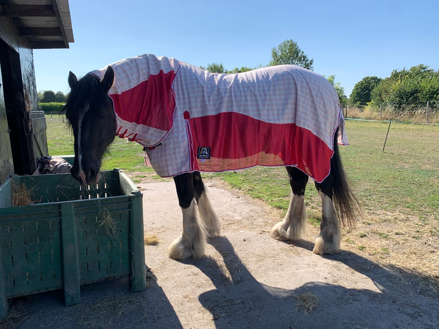 Customer photo review of Allrounder Fly Rug Combo | Big Horse