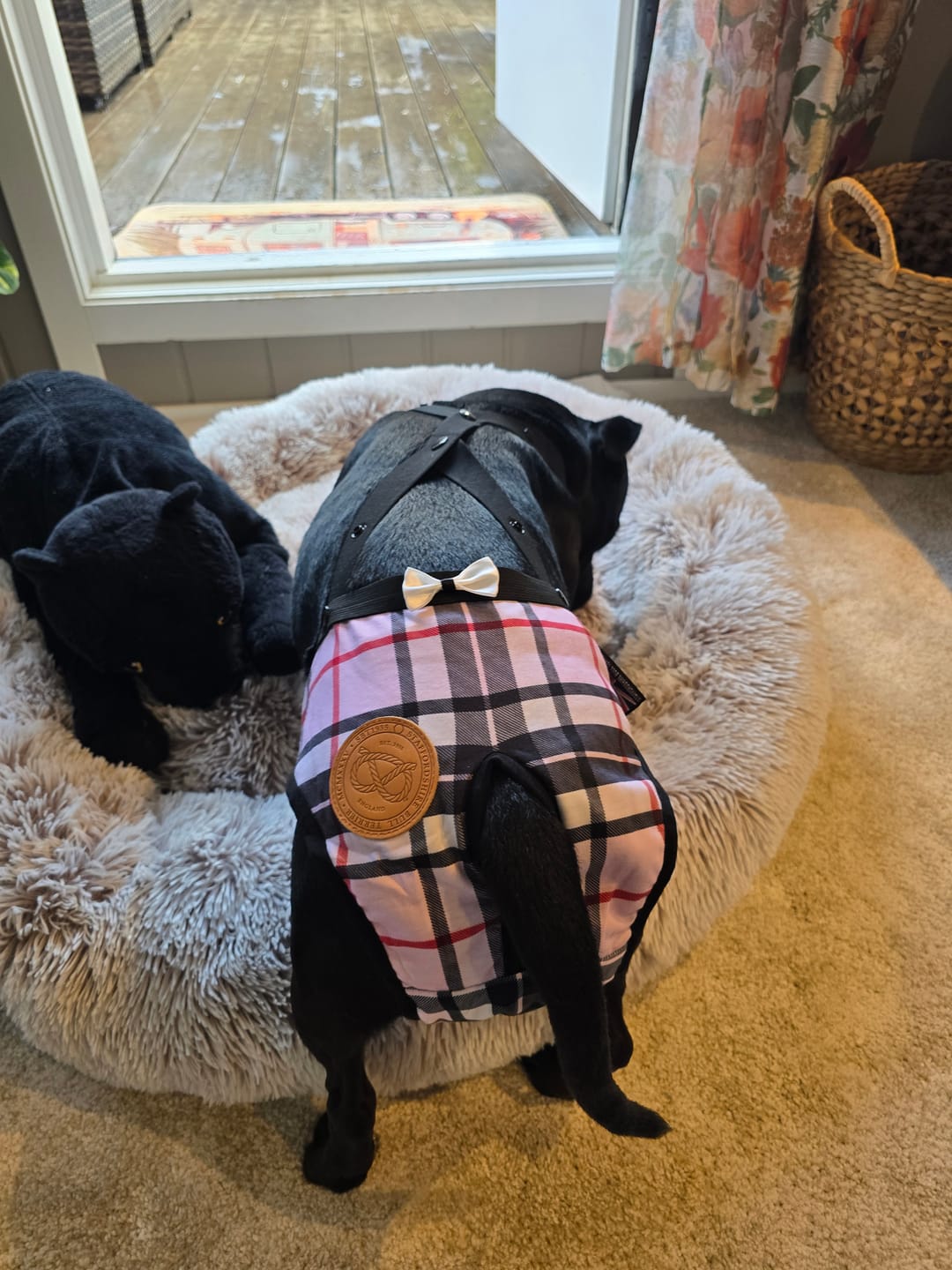 Customer photo review of Staffordshire Bull Terrier 1935® Hygiene Panties with Suspenders - Staffburry Pink