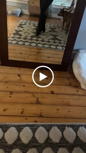 Customer video review of Molly Black