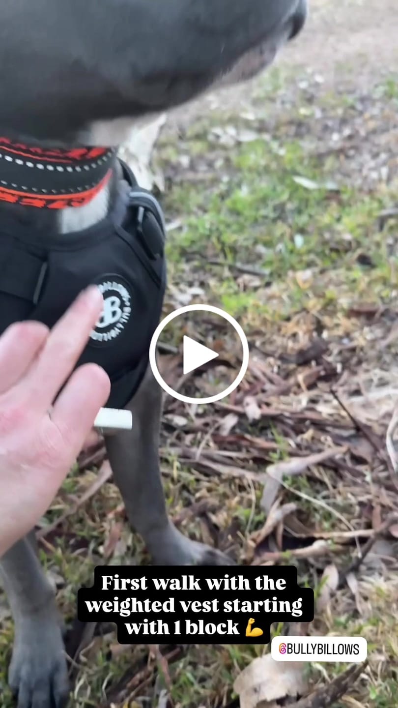 Customer video review of Weighted Harness Iron Block - x5 Weights