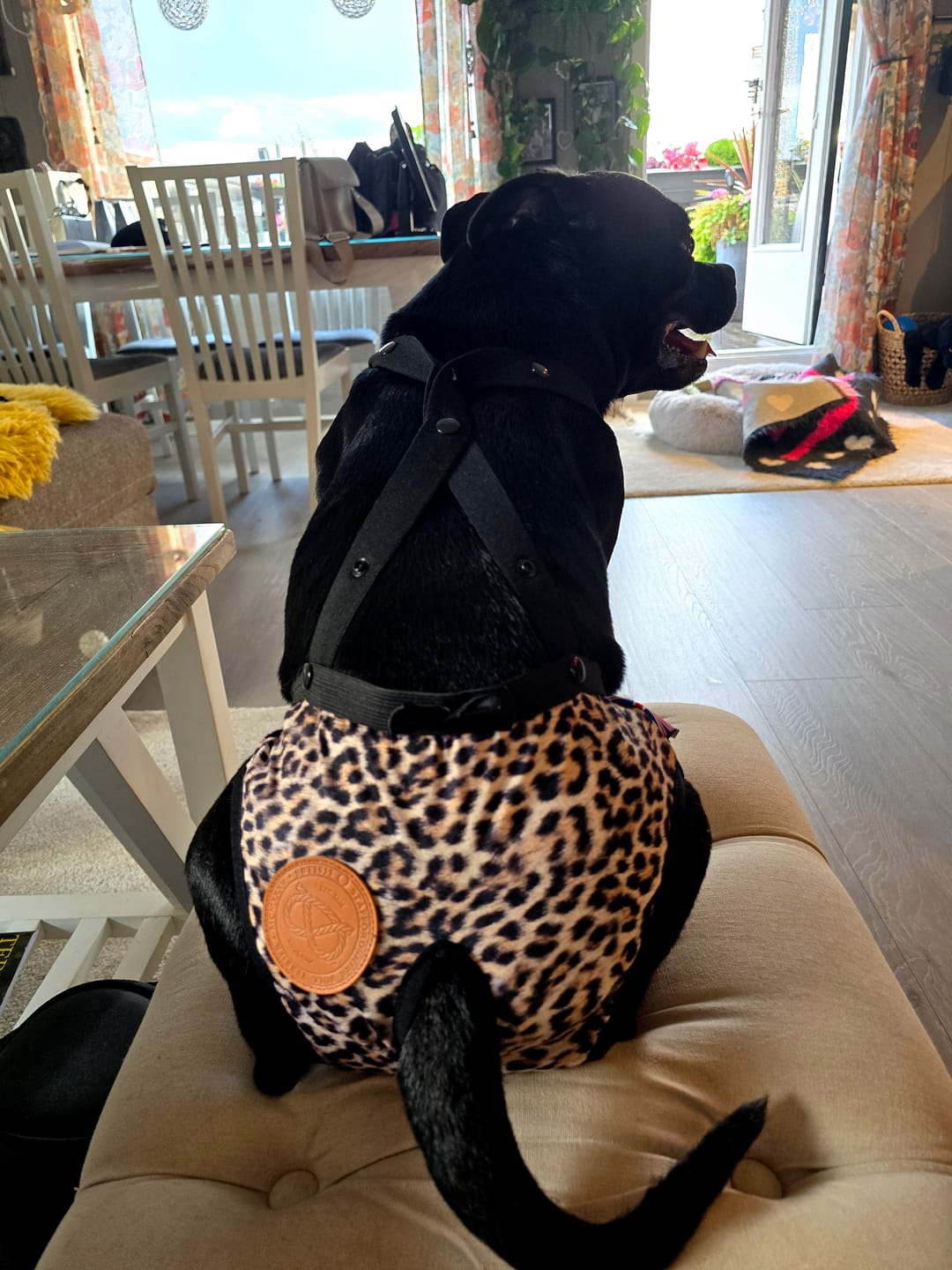 Customer photo review of Staffordshire Bull Terrier 1935® Hygiene Panties with Suspenders - Leopard