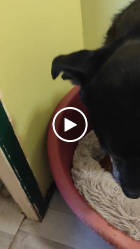 Customer video review of Complément articulations chien