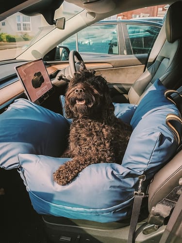 Customer photo review of Wagging Rights - Dog Dock