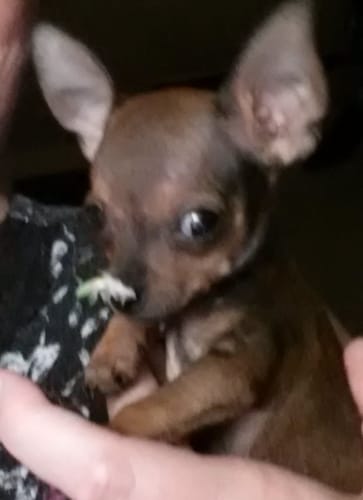 Customer photo review of Custom Watercolor Portraits Using Pet Photo Personalized Poster, Gift for Dogs Cats Lovers, Pet Lover Gift