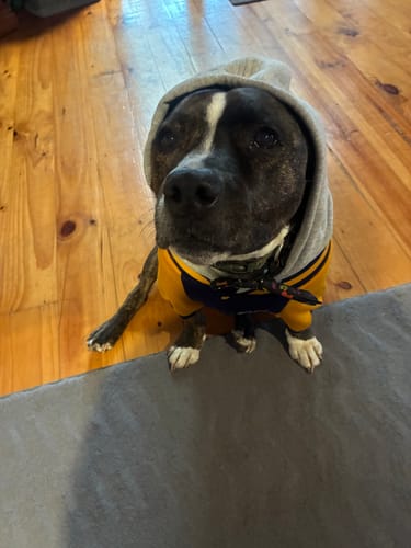 Customer photo review of Dog Varsity Jacket - Blue Yellow