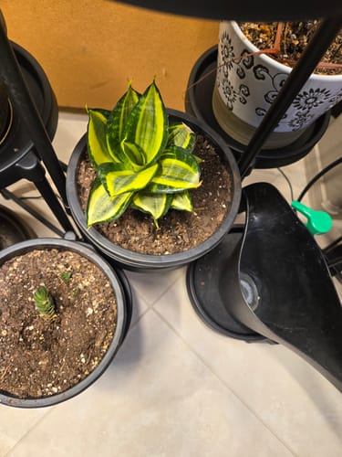 Customer photo review of Snake Plant Gold Hahnii