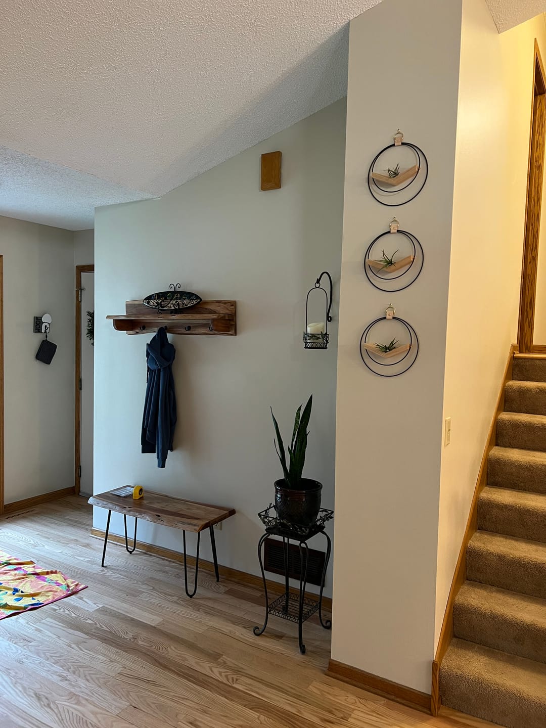 Customer photo review of Air Plant V-Hanger Trio