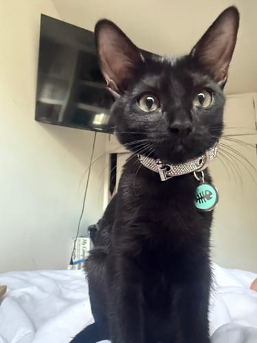 Customer photo review of Placa Pez Menta