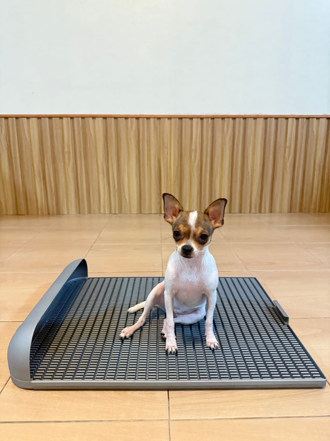 Customer photo review of Extended Protrusion Potty Pad (Size L)