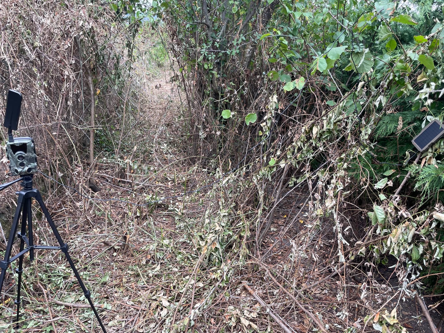 Customer photo review of Caméra De Chasse 4G+ 4K Avec Écran - Nature & Chasse®