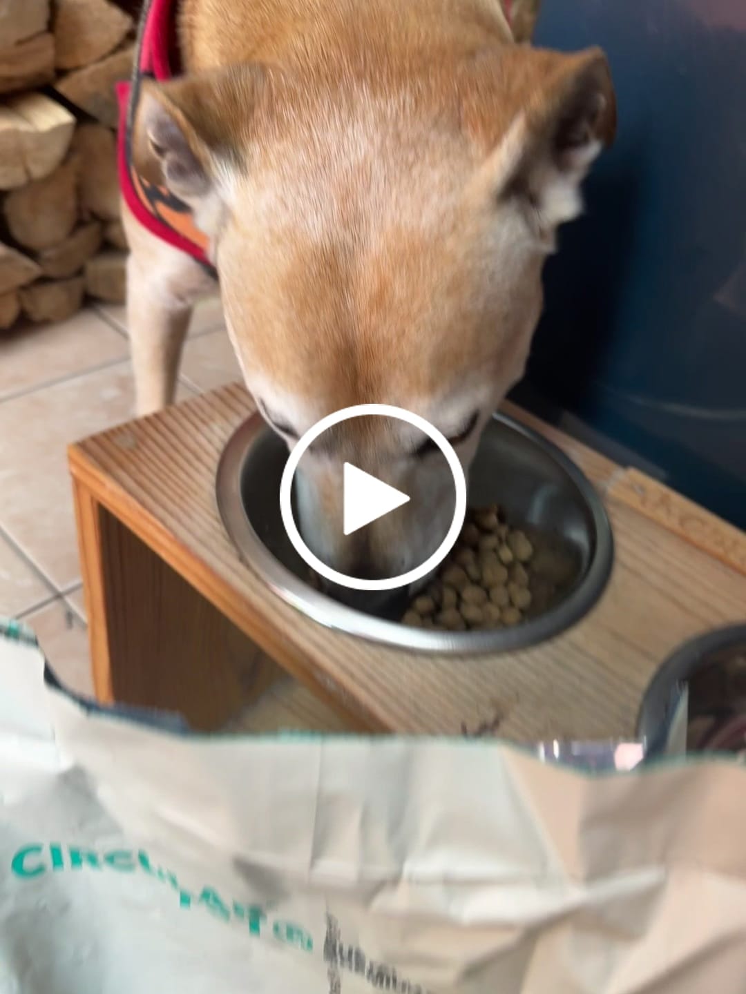 Customer video review of Alimento Perro Adulto Toda Raza Proteína Insectos (Copia SM)