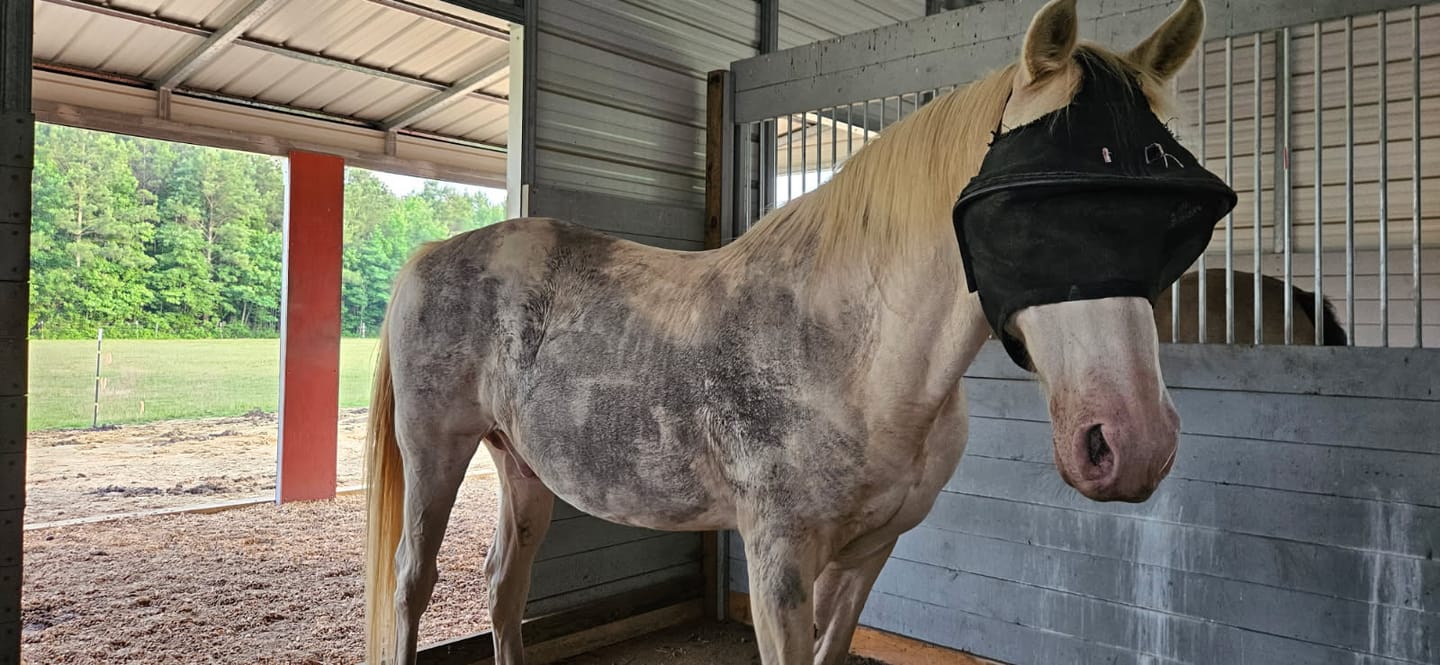 Customer photo review of Solar Vizor Fly Mask - Standard Style