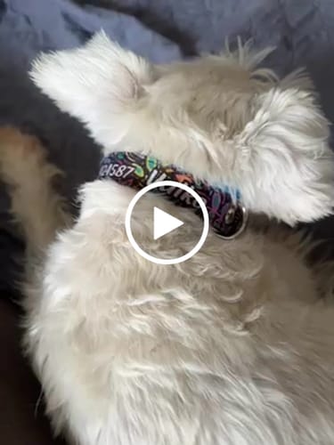 Customer video review of Collar personalizado para Mascota: Alebrije