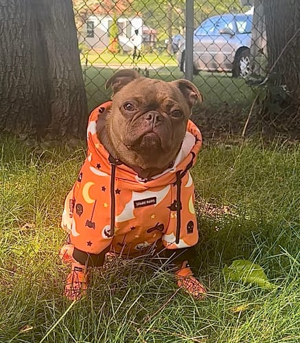 Customer photo review of Halloween Dog Hoodie - Orange