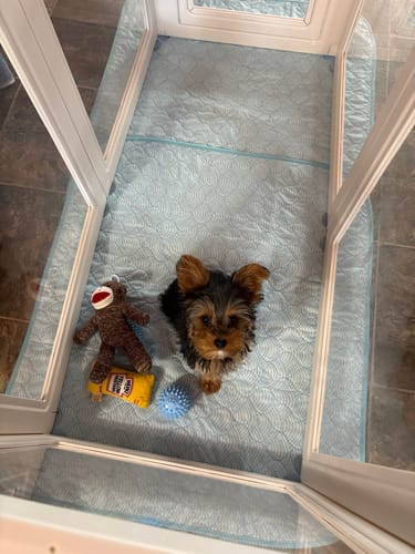 Customer photo review of Potty Buddy™ - The Durable Leak-Free Potty Pad