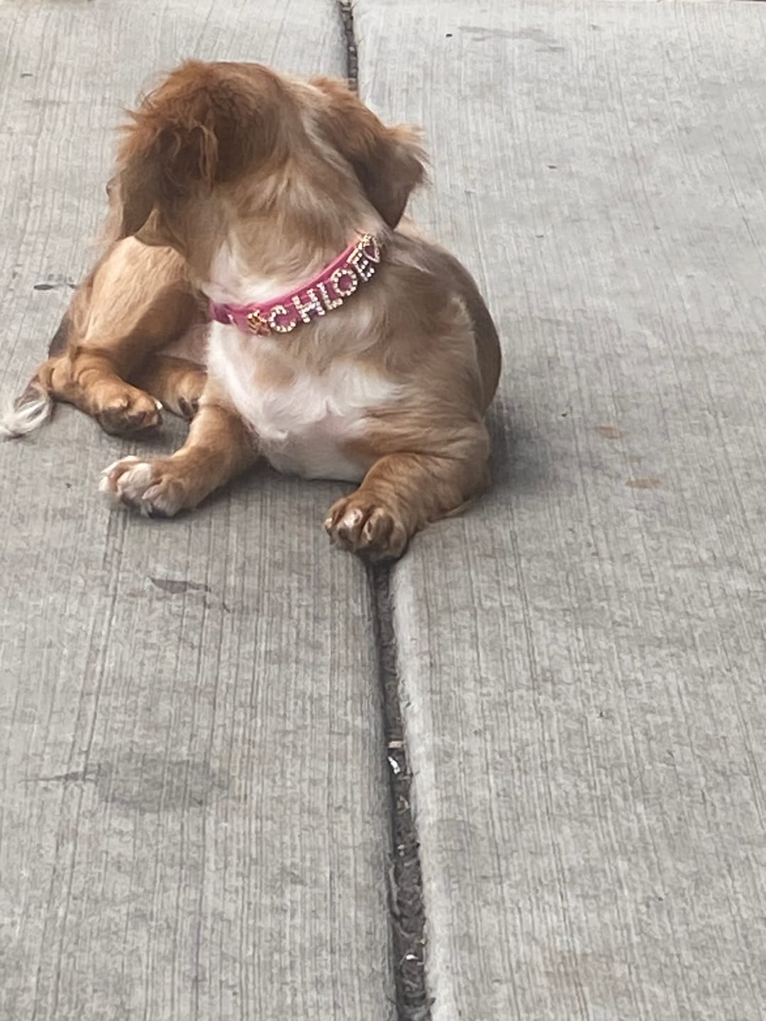 Customer photo review of The Personalized Sparkle Collar
