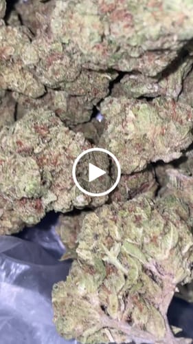 Customer video review of Cheap THCA Flower Quarter Pound