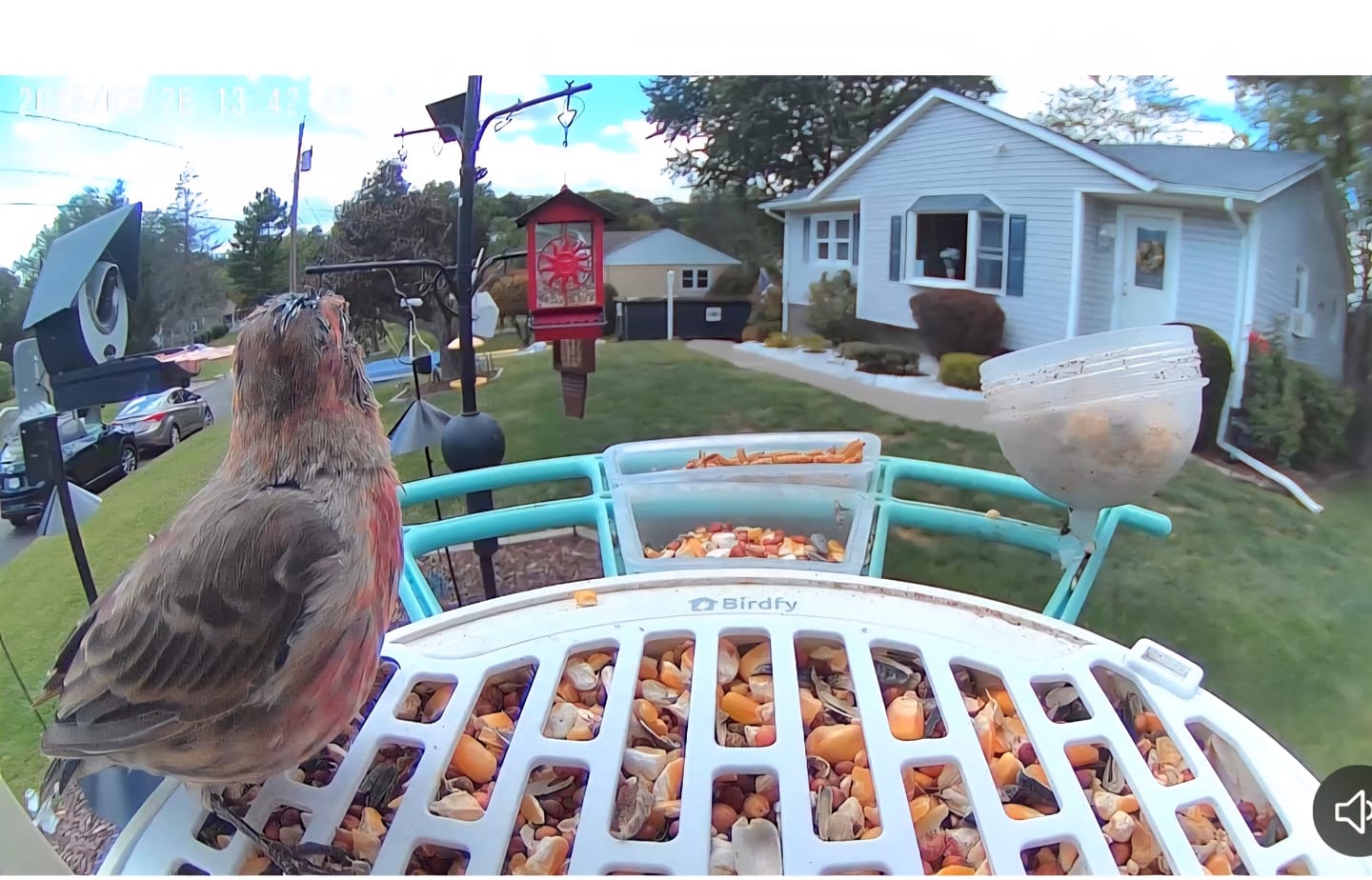 Customer photo review of Birdfy Bird Seed Guard