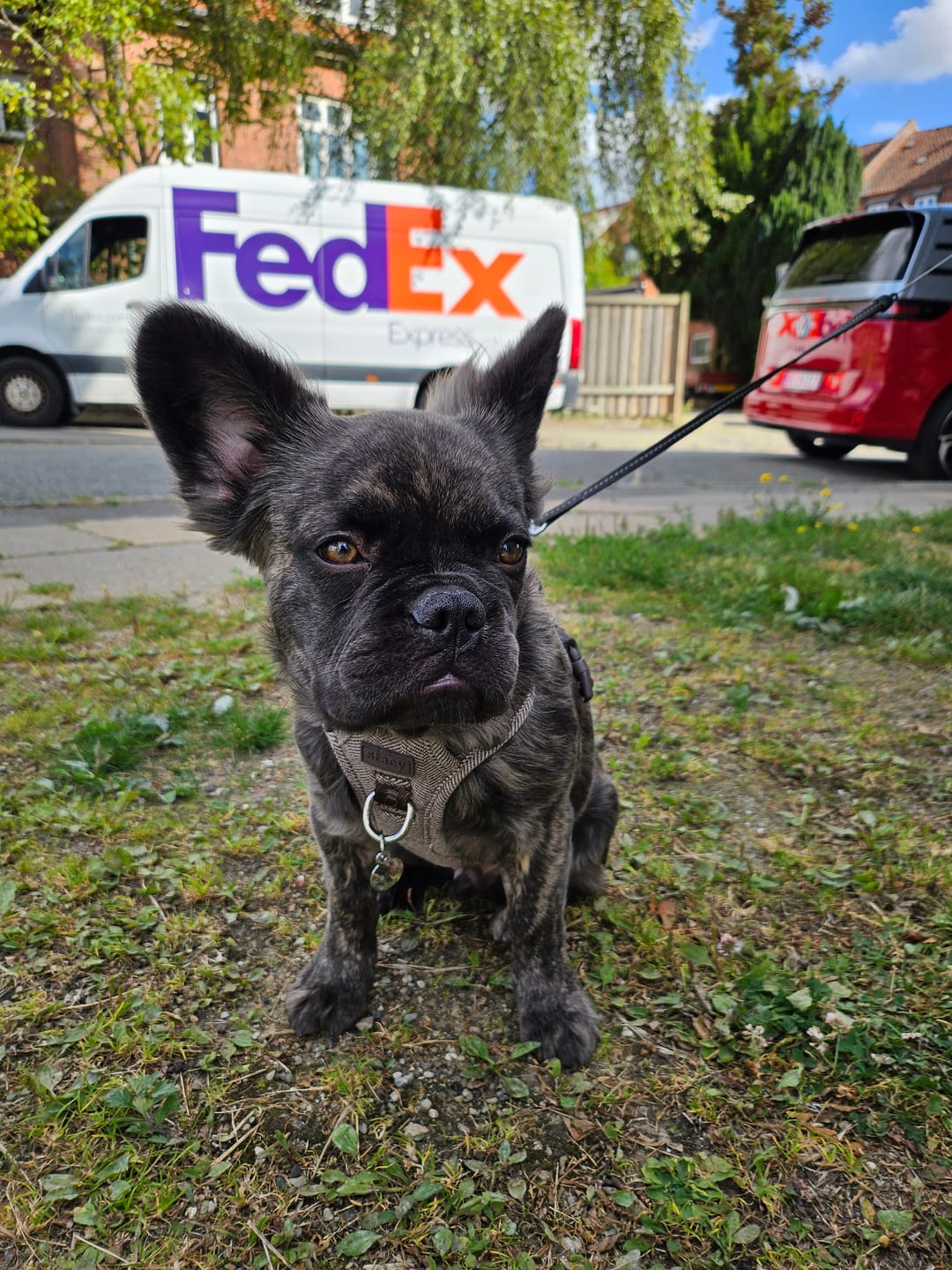 Customer photo review of Staey - Elma Hundesele, Mocca