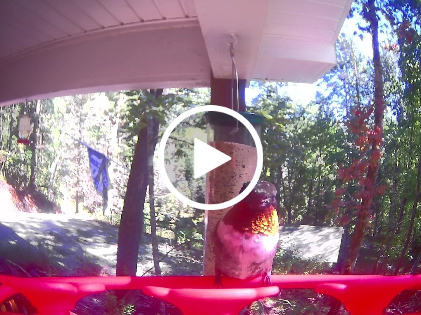 Customer video review of Birdfy Hum Feeder Duo - Hummingbird Feeder with Dual Camera