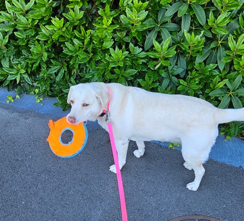 Customer photo review of Collagen Puptides