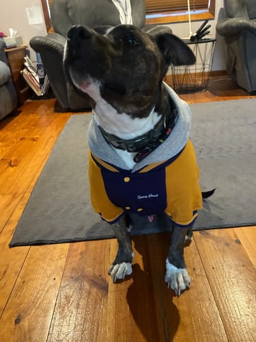 Customer photo review of Dog Varsity Jacket - Blue Yellow