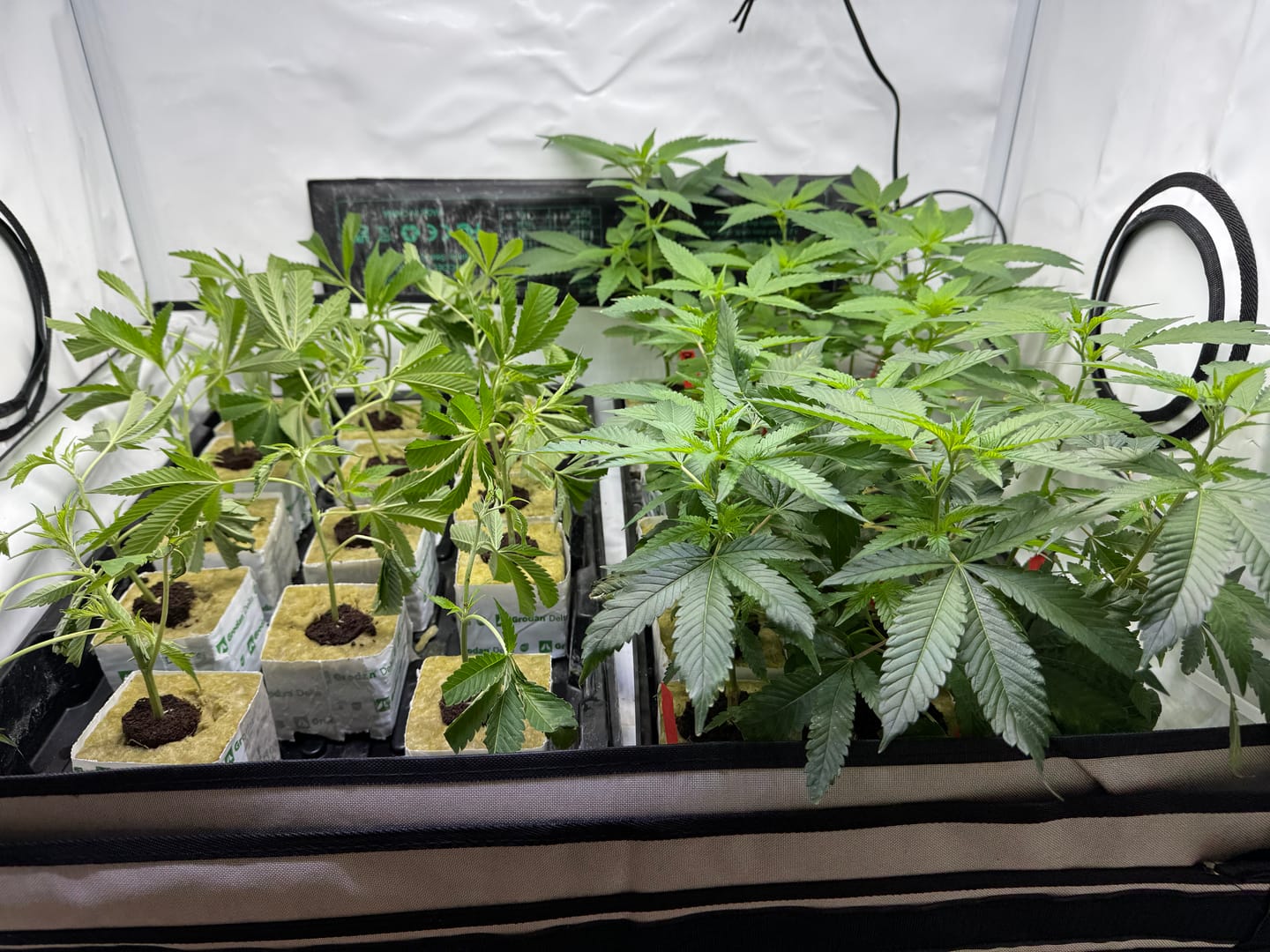 Customer photo review of Hanfstecklinge | Coconut Cloud