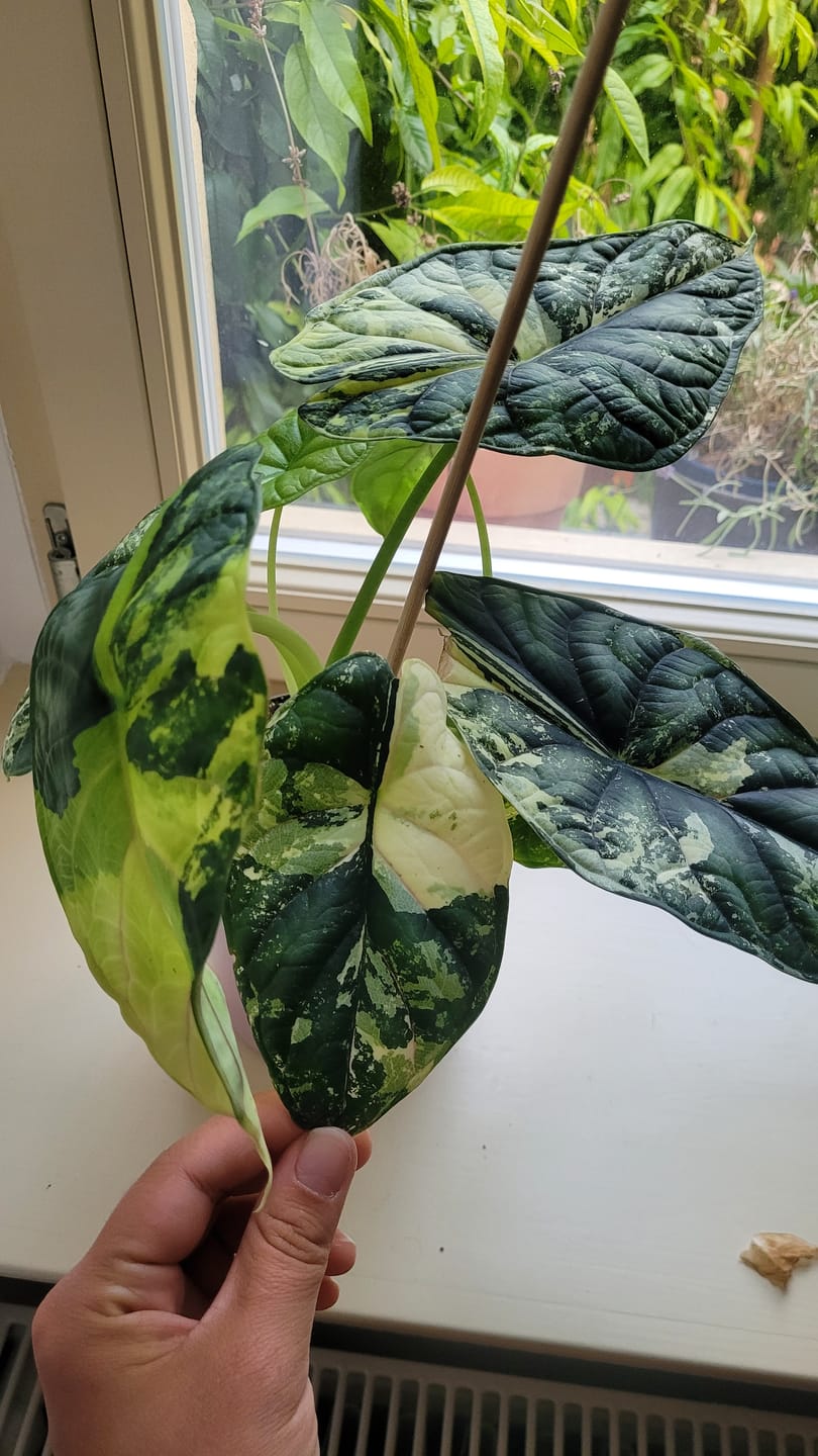 Customer photo review of ALOCASIA DRAGON SCALE VARIEGATA