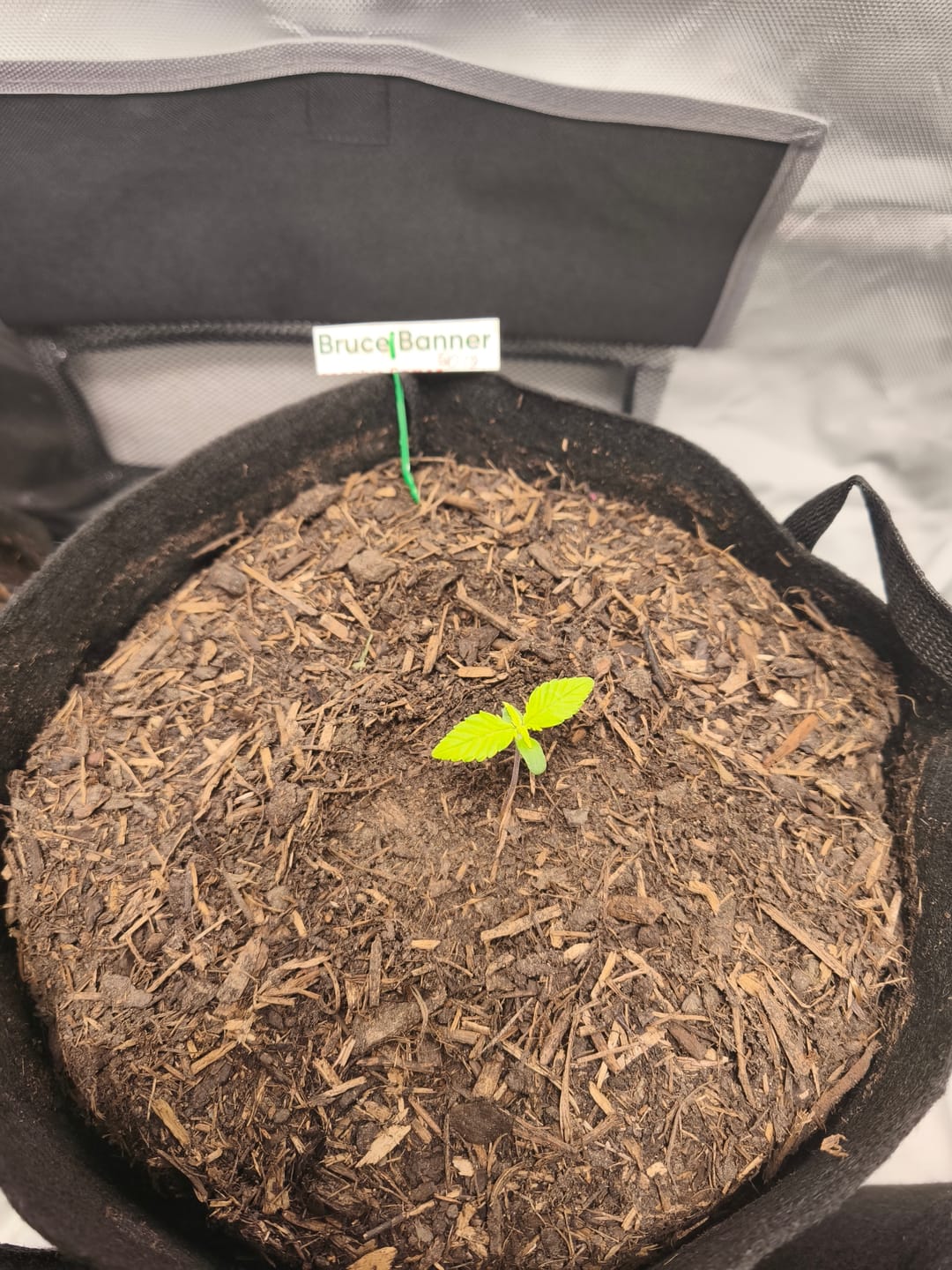 Customer photo review of Bruce Banner Automatic Cali Strain Cannabis Samen - Autoflower - Cannabis Cup Sieger 2023 - F1 Samen