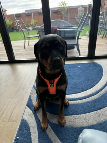 Adrian E. review of Anti Pull Hurricane Harness - With Handle - Orange image 1 out of 2