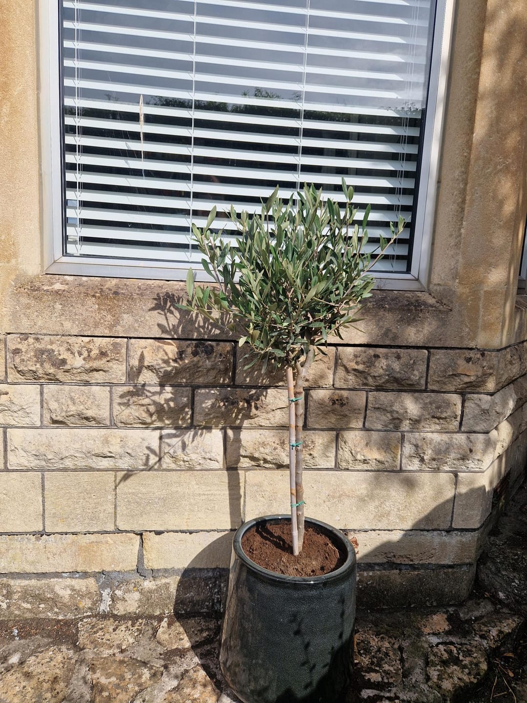 Customer photo review of Standard Olive Tree 90-100cm 5L
